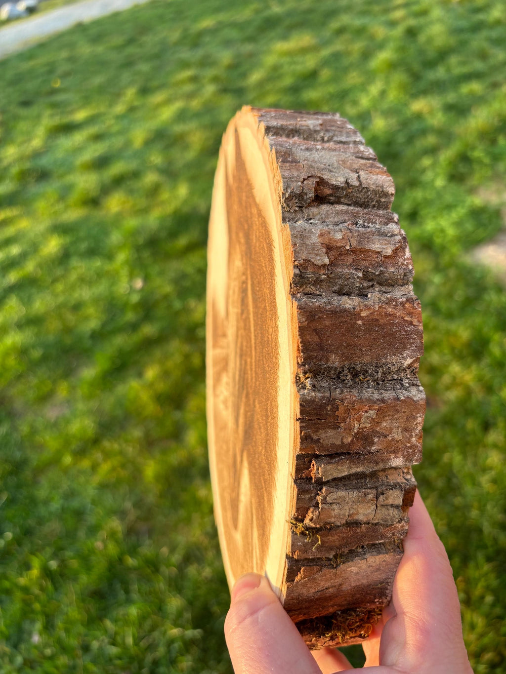 The horse - Live Edge